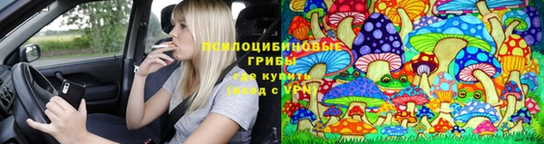 прущие грибы Баксан